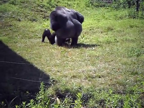 Gros combat de gorilles au zoo de Philadelphie