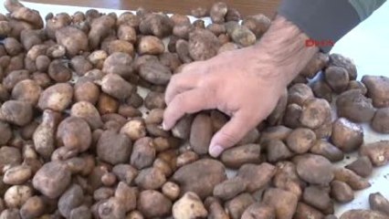 Erzincan'da Yabani Orkide Toplayan 8 Kişiye 327 Bin Lira Ceza