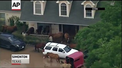 Raw: Horses Take Refuge on Porch to Escape Flood