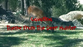 Cavatina Theme from the Deer Hunter