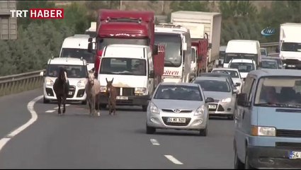 2 at ve 1 eşek trafiği alt üst etti