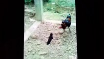 Rooster and Bird fighting