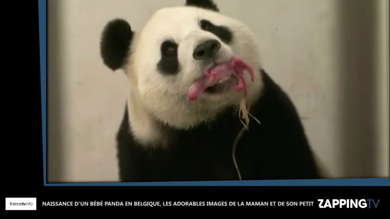 Naissance d'un bébé panda en Belgique, les adorables images de la maman et son petit (Vidéo)