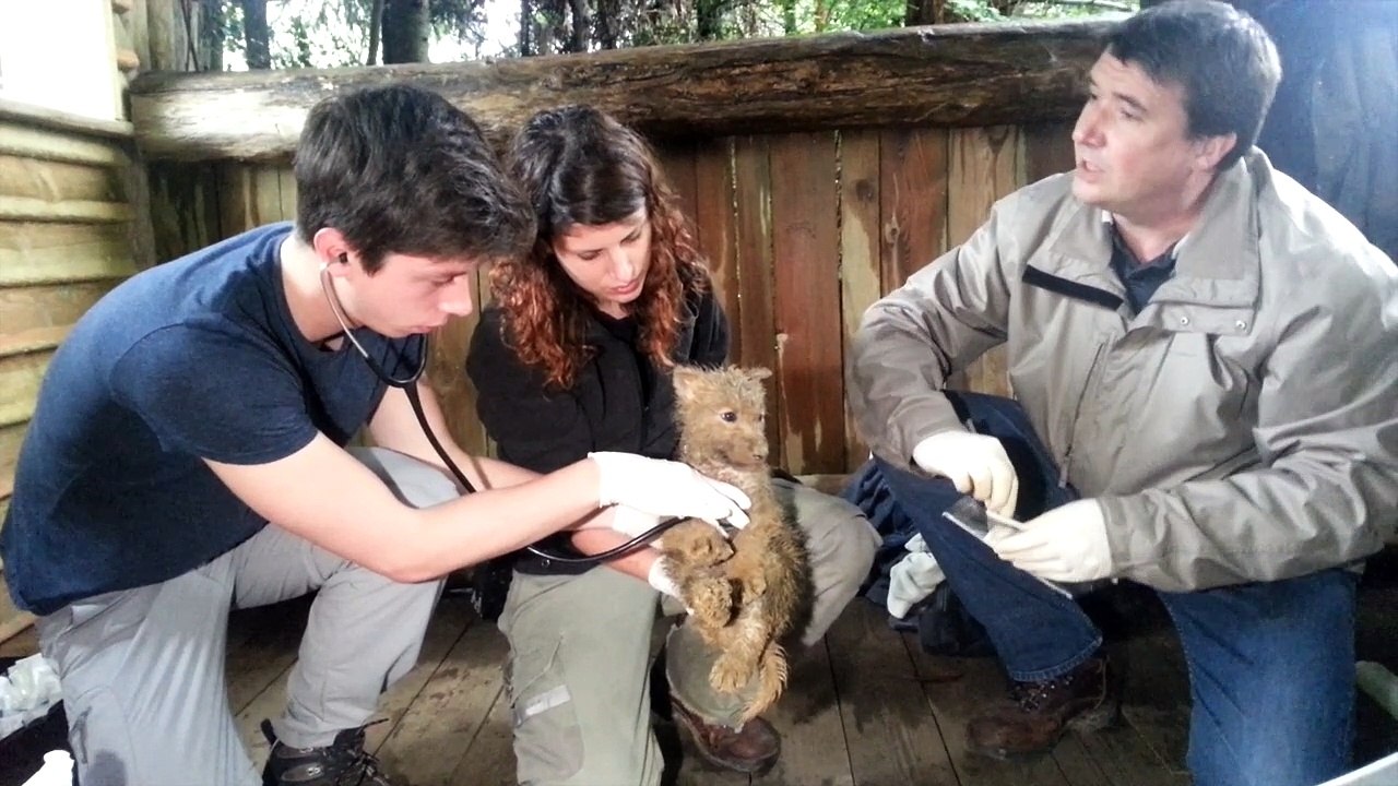 Six louveteaux de l'Arctique sont nés au zoo d'Amnéville