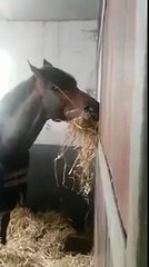 حصان حرمه صاحبه من الأكل بسبب فشله في السباق.. فمن أطعمه ؟