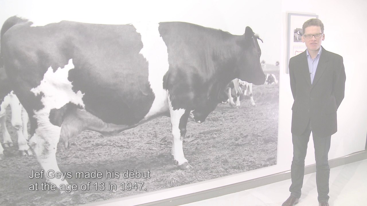 Jef Geys, Passeports de vaches - 1965 / 2014 VOSTEng