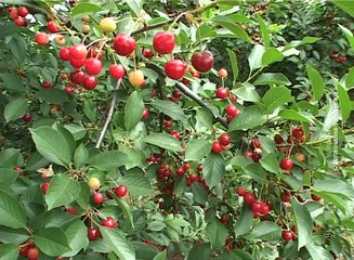 Pripreme za berbu višnje, 02. jun 2016. (RTV Bor)