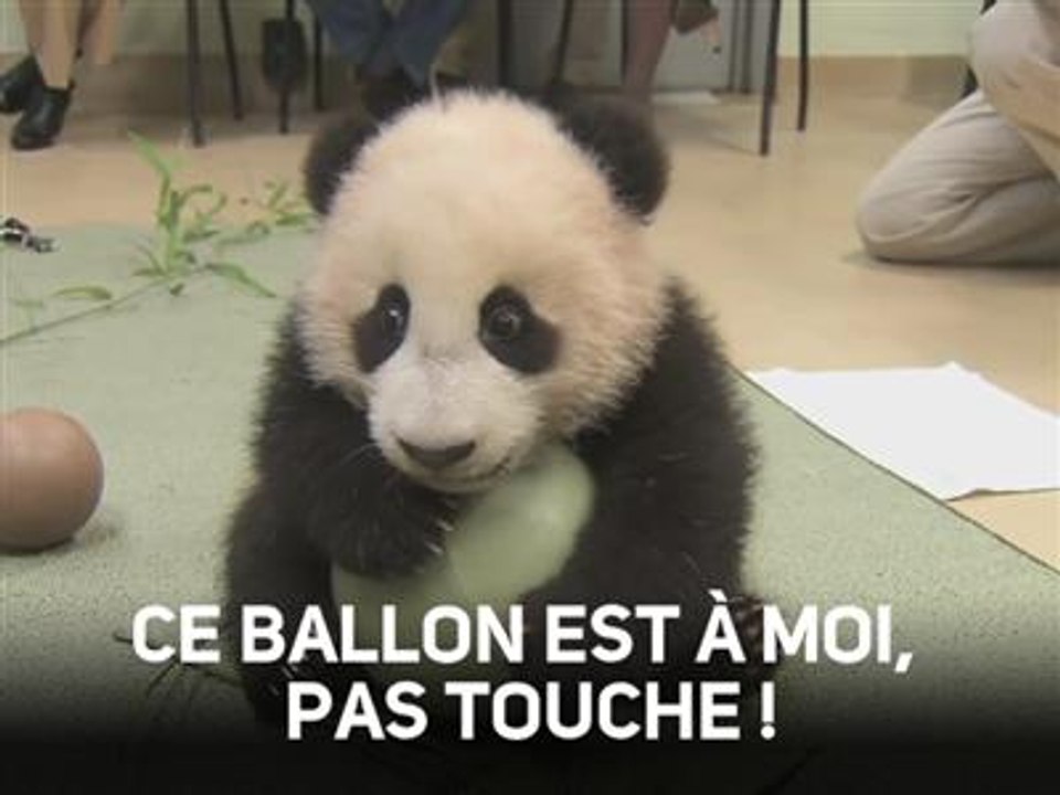 Ce panda ne veut pas lâcher son jouet favori !