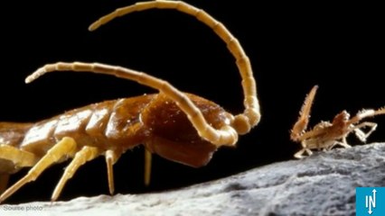 Découverte de nouvelles espèces dans la grotte de Movile en Roumanie