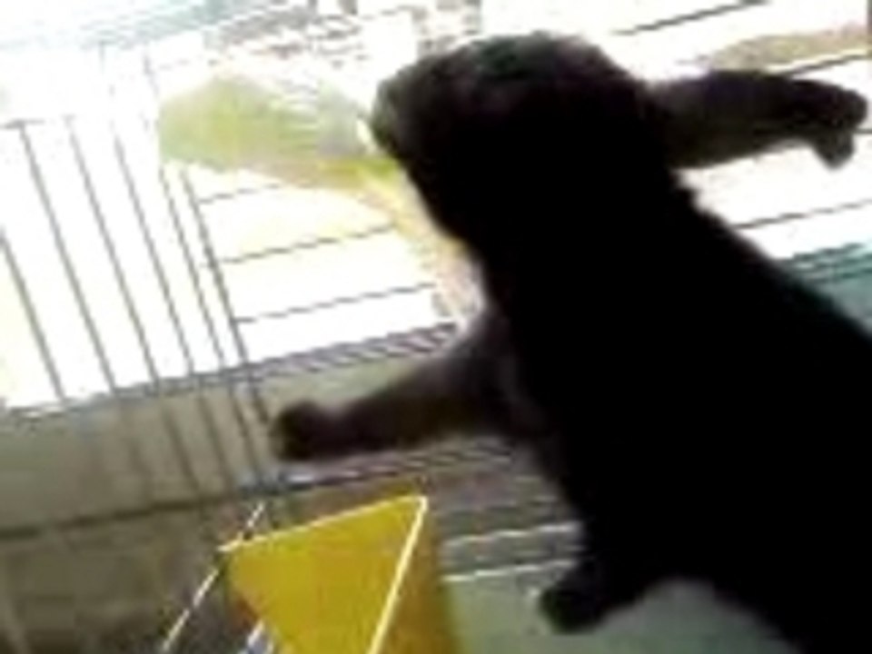 lapin renifleur de canarie