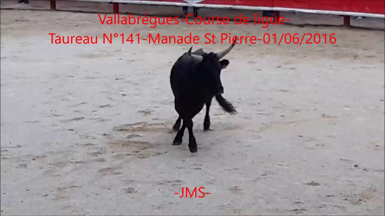 Manade St Pierre-Taureau N°141-Vallabrègues-Course Camarguaise-01/06/2016