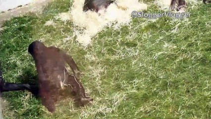 Ce singe vit l'un des meilleurs moments de sa vie...