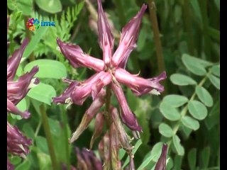 HES tehdidi altındaki Dersim'in şifa geleneği