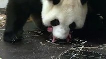 Cette maman panda vous présente son petit (tout petit) bébé !