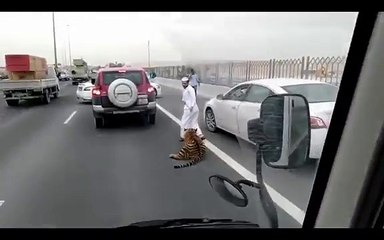 Tiger_Gets_Loose_On_A_Doha_Freeway_In_Qatar(bajaryoutube.com)