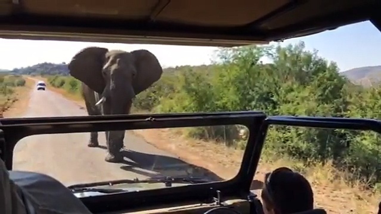 Elephant Chases Arnold Schwarzenegger In South Africa