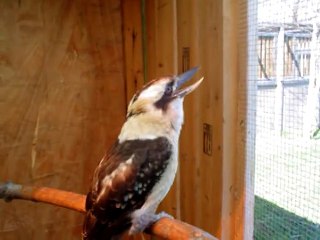 Laughing Kookaburra