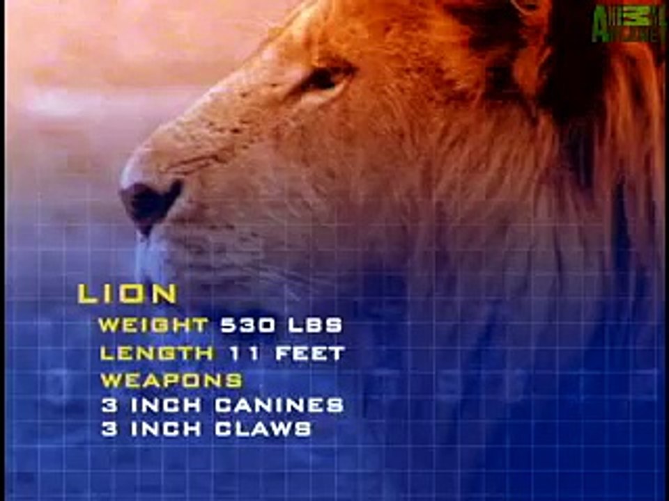 Animal Face-Off  Lion vs