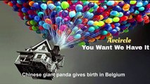 Chinese giant panda gives birth in Belgium/  Hao Hao the giant panda gives birth