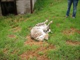 Cheetah Proves That Even Big Cats Are Still Just Cats