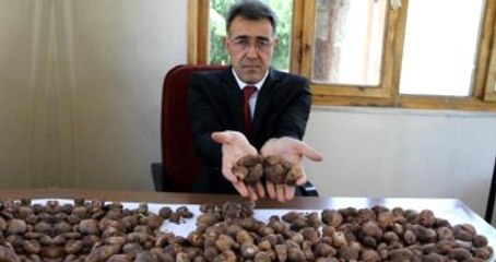 Yabani Orkide Toplayanlara 327 Bin Lira Ceza