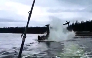 Whale Launches Sea Lion 20 Feet Into The Air
