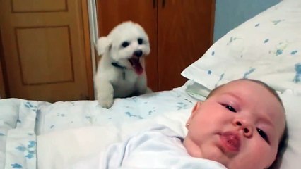 Puppy tries his best to see newborn baby