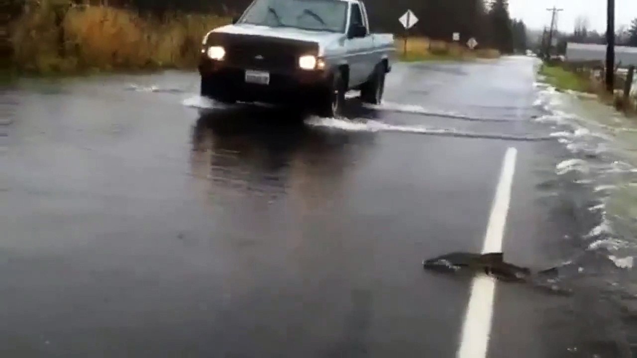 Des saumons traversent une route inondée