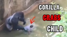 Gorilla grabs child who's fallen into habitat at Cincinnati Zoo kills gorilla Harambe