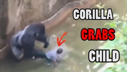 Gorilla grabs child who's fallen into habitat at Cincinnati Zoo kills gorilla Harambe