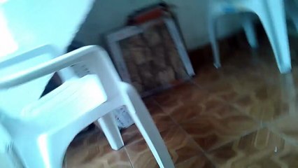 Meu gatinho é tão legal mial