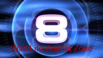 Baboons Killing Vervet Monkeys - Video Youtube