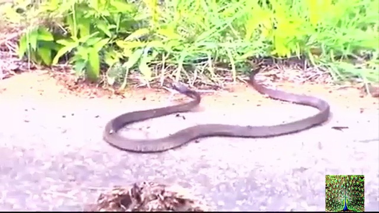 Battle Between a Boomslang Snake and a Flap-Necked Chameleon - Video Youtube