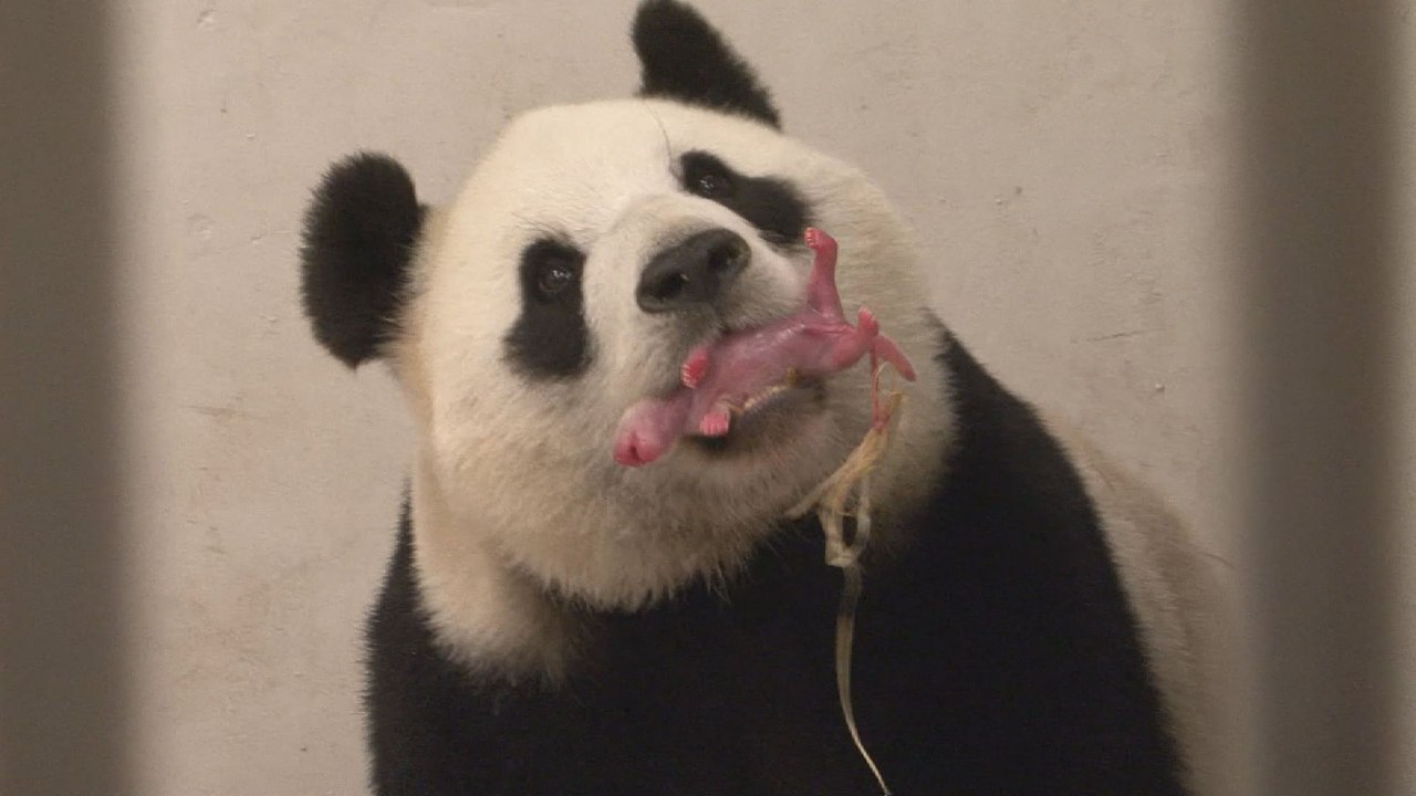 Un bébé panda est né à Pairi Daiza
