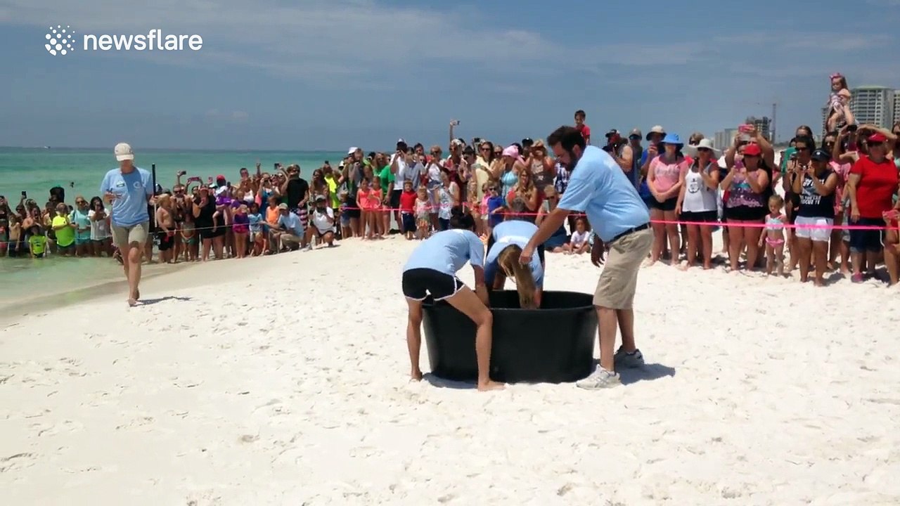 Loggerhead sea turtle released back into the wild