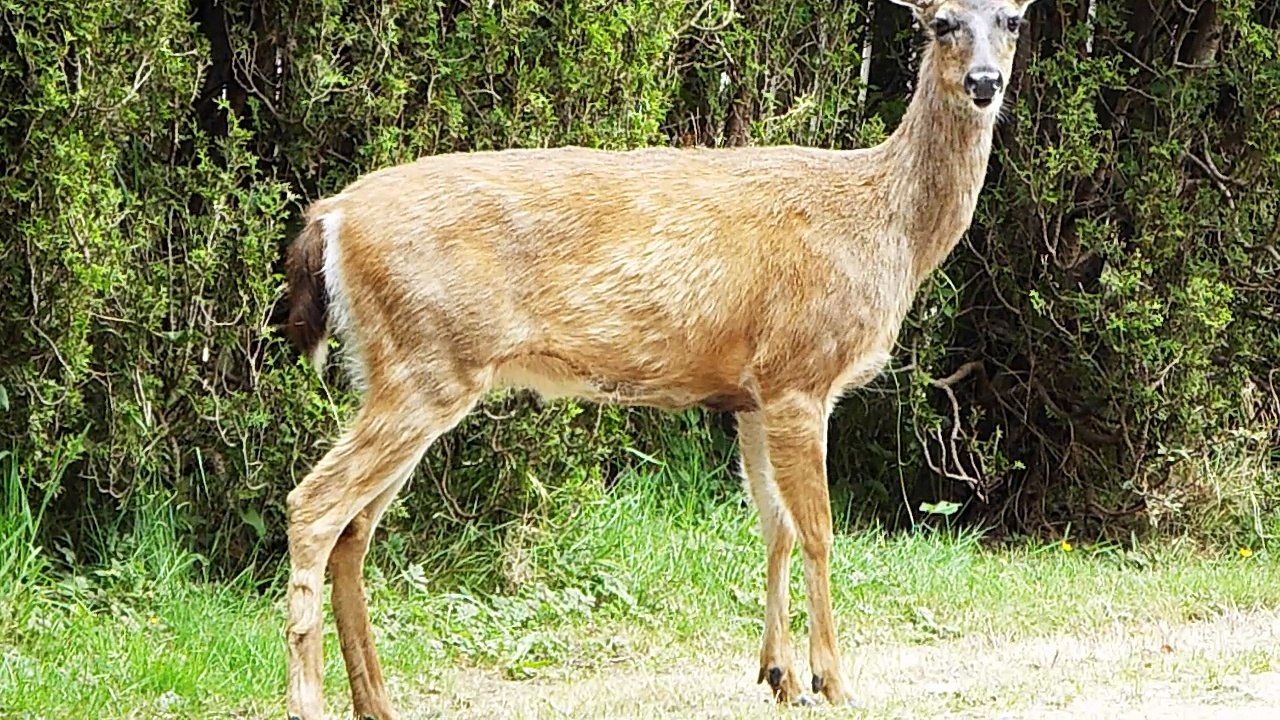 Deer femal resting on way to give birth