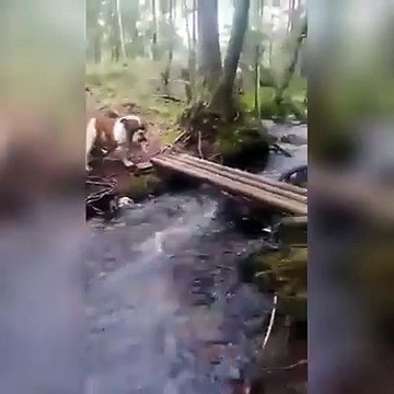 Traverser les rivières n'est pas facile