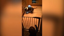 Dog Absolutely Loves To Pop Balloons