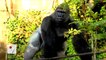Authorities Recommend Not Filing Charges Regarding Harambe the Gorilla