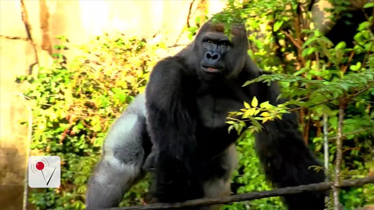 Authorities Recommend Not Filing Charges Regarding Harambe the Gorilla