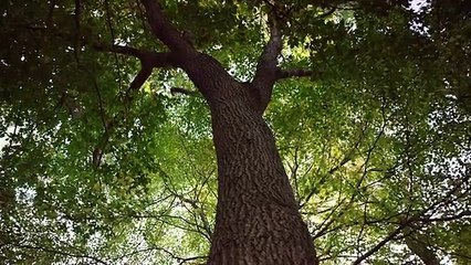 Google AdWords Stories Tree House Brothers