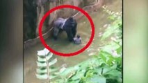 GORILLA DRAMA MOM'S 911 CALL After Son Fell Into Cincinnati Zoo Gorilla Pen