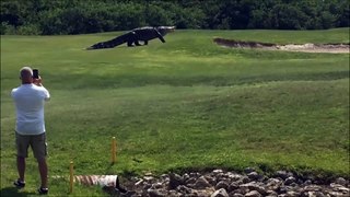 Alligator GÉANT sur un terrain de golf en Floride