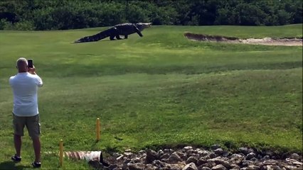 Alligator GÉANT sur un terrain de golf en Floride