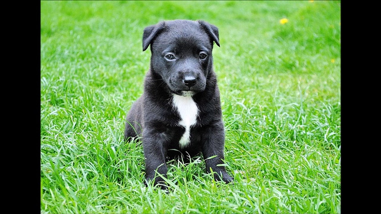 Chiots trop mignons :D