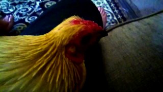 My chicken pet are sleeping