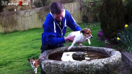 Cute Dogs Air Swimming - Funny Dog Videos Compilation 2015