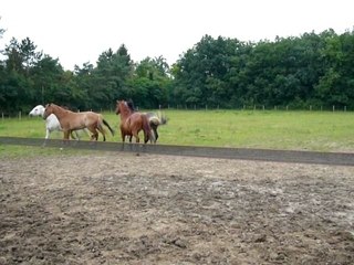 Photo 076