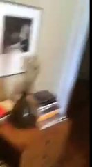 Two snakes literally hung out in a man's house