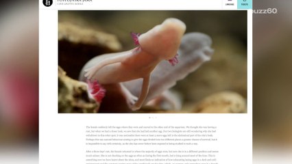 Two "Baby Dragons" Born In Slovenian Cave